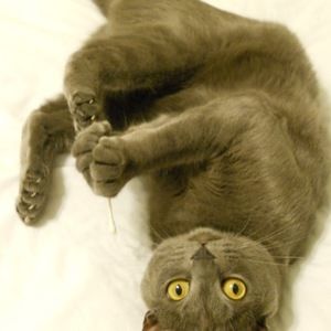 Meet your Posher, Diane